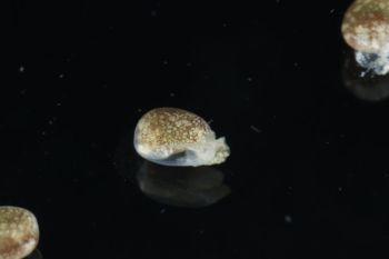Media type: image;   Malacology 393728 Description: live specimen;